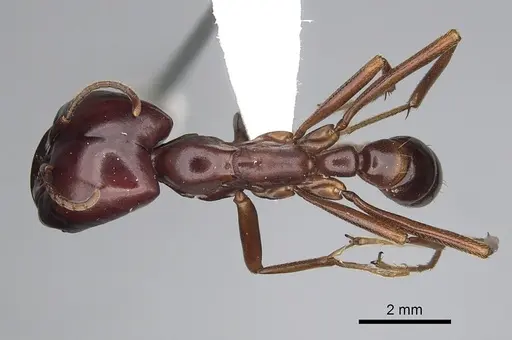 Dorylus nigricans - CASENT0249438