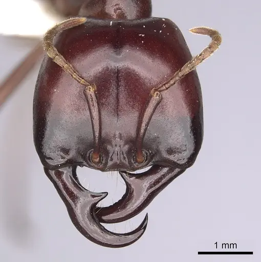 Dorylus nigricans - CASENT0249438