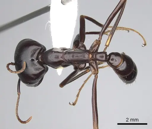 Dorylus nigricans - CASENT0249439