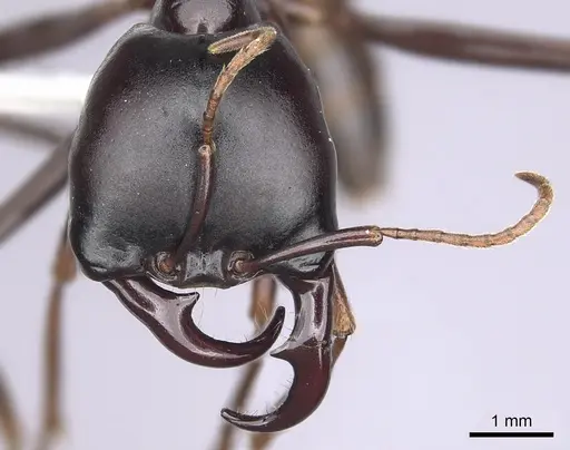 Dorylus nigricans - CASENT0249439