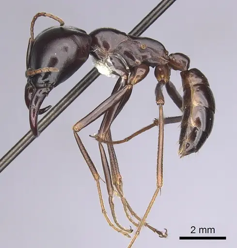 Dorylus nigricans - CASENT0249439