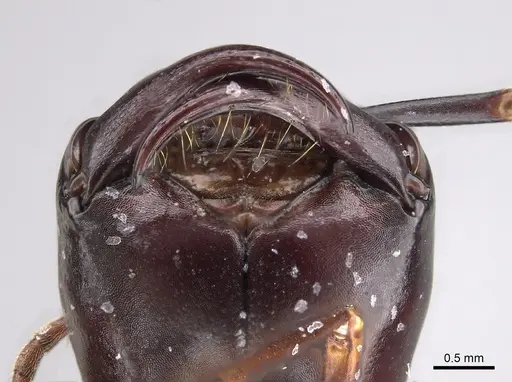 Dorylus nigricans - CASENT0249623