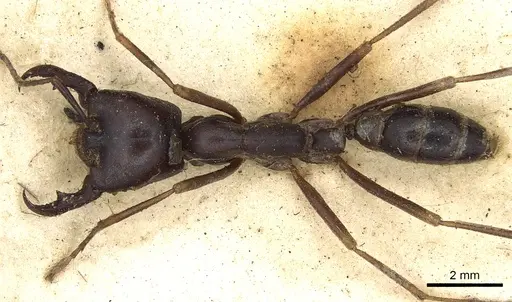 Dorylus nigricans - CASENT0901937