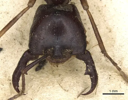 Dorylus nigricans - CASENT0901937