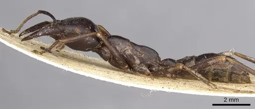 Dorylus nigricans - CASENT0901937