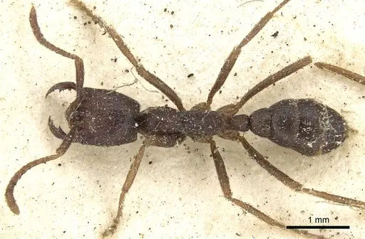 Dorylus nigricans - CASENT0901938