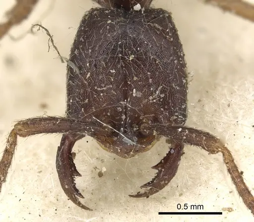 Dorylus nigricans - CASENT0901938