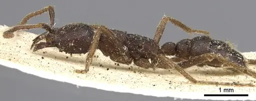 Dorylus nigricans - CASENT0901938