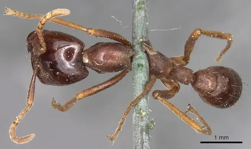 Dorylus nigricans - CASENT0901939