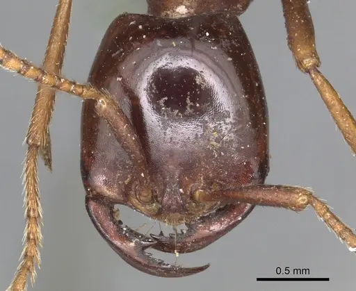 Dorylus nigricans - CASENT0901939