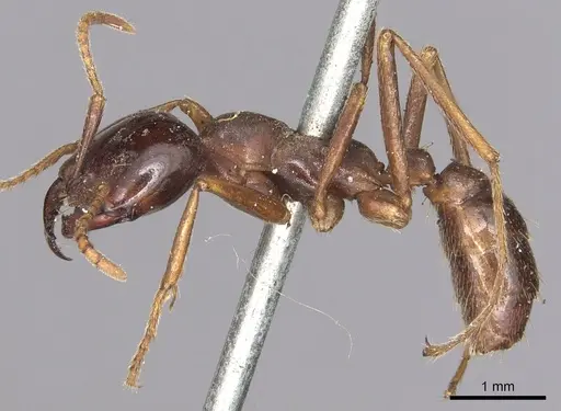 Dorylus nigricans - CASENT0901939