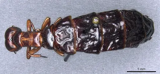 Dorylus nigricans - CASENT0904492