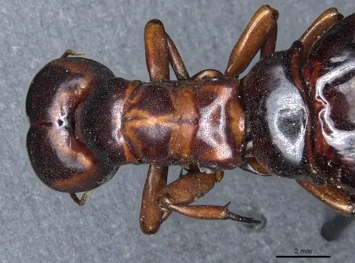 Dorylus nigricans - CASENT0904492