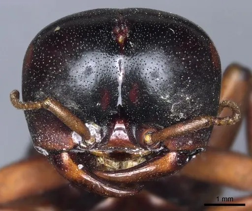 Dorylus nigricans - CASENT0904492