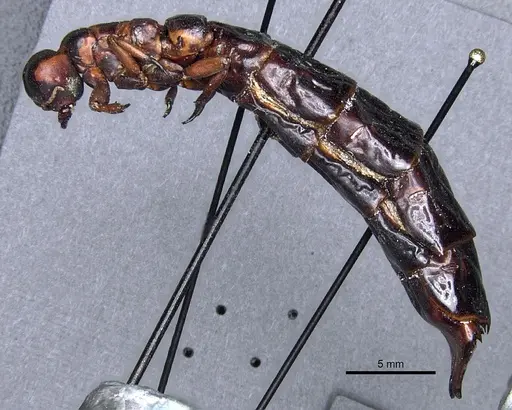 Dorylus nigricans - CASENT0904492