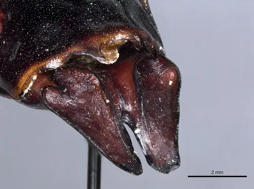 Dorylus nigricans - CASENT0904492