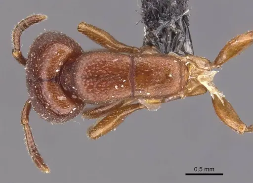 Dorylus nigricans - CASENT0905735