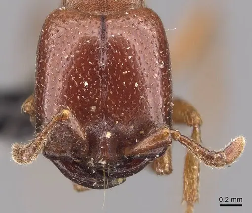 Dorylus nigricans - CASENT0905735