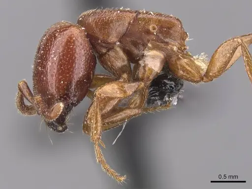 Dorylus nigricans - CASENT0905735