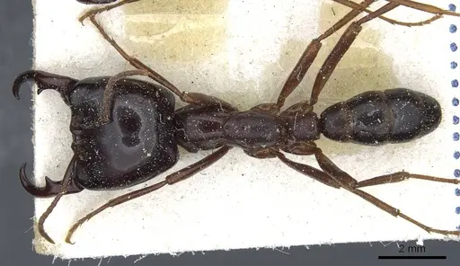 Dorylus nigricans - CASENT0911305