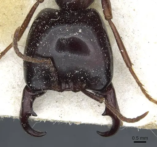 Dorylus nigricans - CASENT0911305