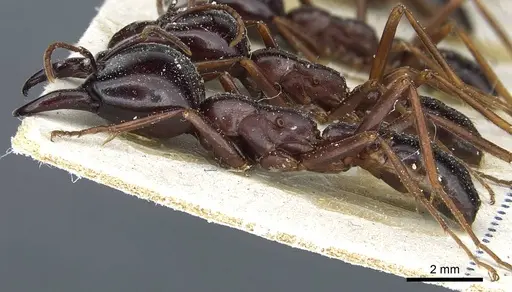 Dorylus nigricans - CASENT0911305