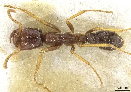 Dorylus nigricans - CASENT0911306