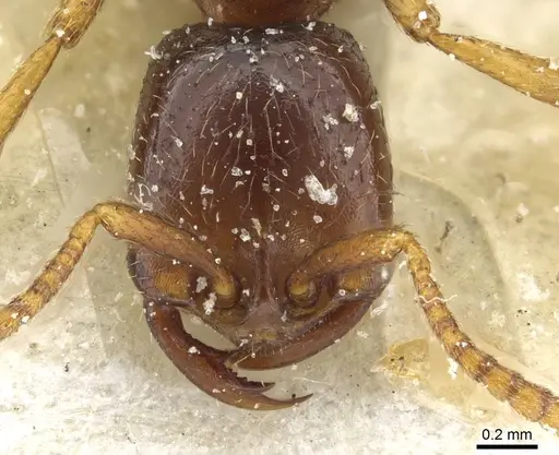 Dorylus nigricans - CASENT0911306