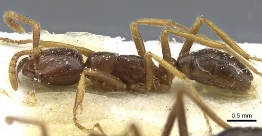 Dorylus nigricans - CASENT0911306