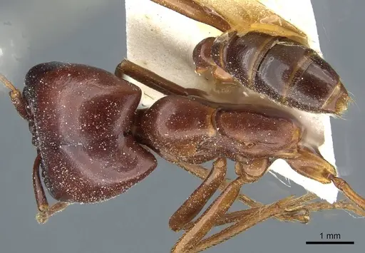 Dorylus nigricans - CASENT0911307