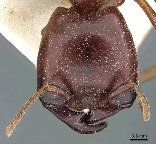 Dorylus nigricans - CASENT0911307