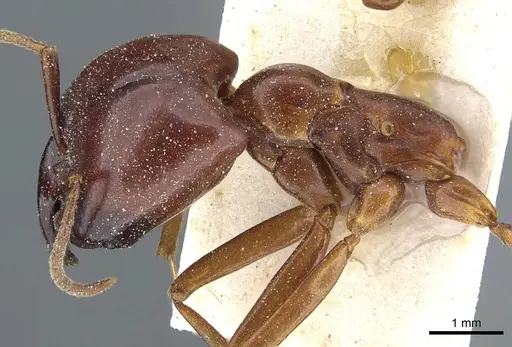 Dorylus nigricans - CASENT0911307