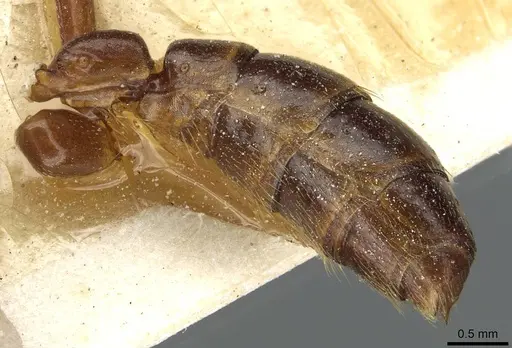 Dorylus nigricans - CASENT0911307