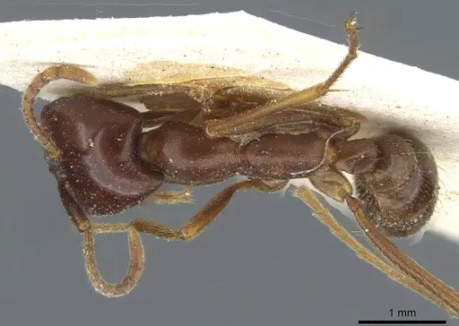 Dorylus nigricans - CASENT0911308