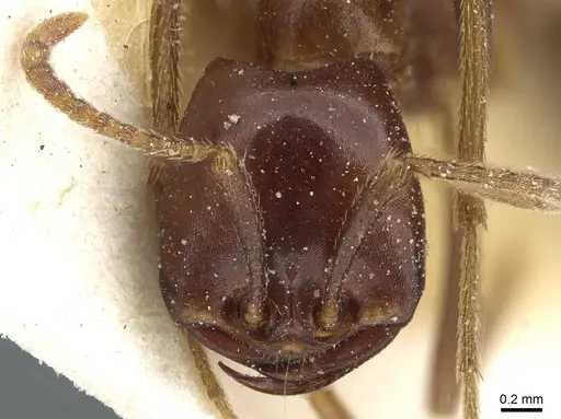 Dorylus nigricans - CASENT0911308