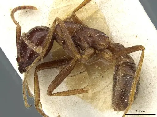 Dorylus nigricans - CASENT0911308