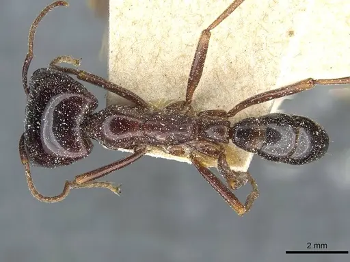 Dorylus nigricans - CASENT0911309