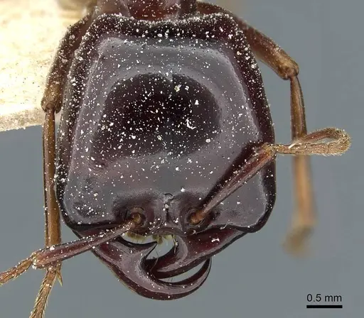 Dorylus nigricans - CASENT0911309