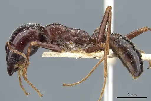 Dorylus nigricans - CASENT0911309