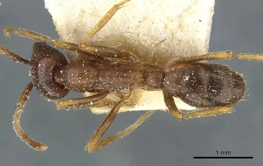 Dorylus nigricans - CASENT0911310