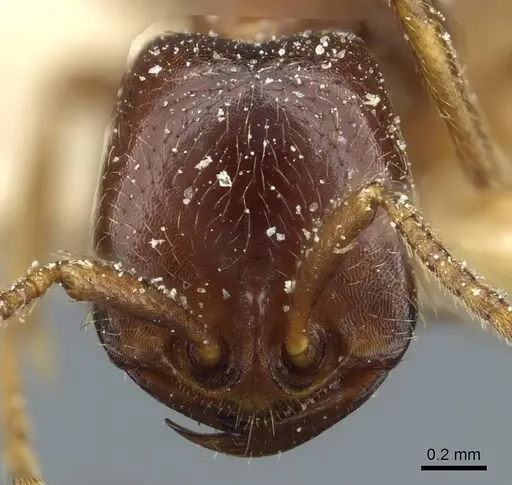 Dorylus nigricans - CASENT0911310