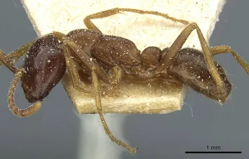 Dorylus nigricans - CASENT0911310