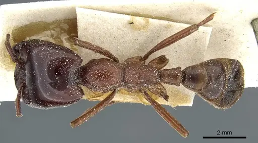 Dorylus nigricans - CASENT0911311