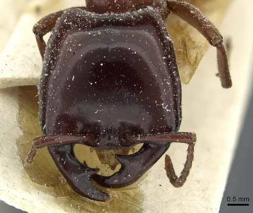 Dorylus nigricans - CASENT0911311