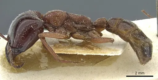 Dorylus nigricans - CASENT0911311