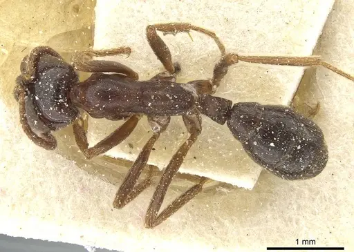 Dorylus nigricans - CASENT0911312