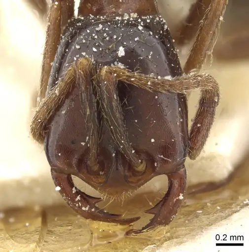 Dorylus nigricans - CASENT0911312