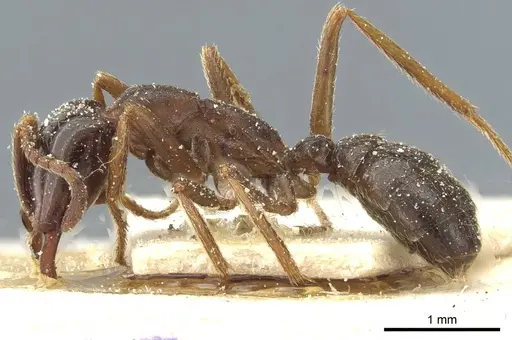 Dorylus nigricans - CASENT0911312