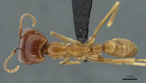 Dorylus nigricans - CASENT0911313