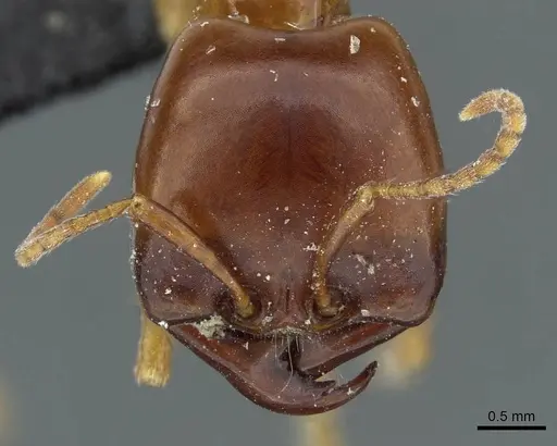 Dorylus nigricans - CASENT0911313